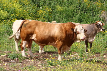 A herd of cows is grazing in a forest clearing.