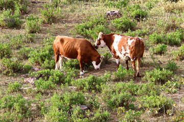 Obraz premium A herd of cows is grazing in a forest clearing.