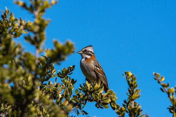 Pajaro posado en la rama de un arbol