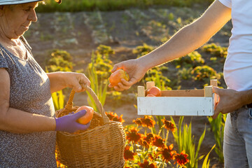 grandmother gives her grandson vegetables from natural cultivation