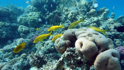 Beautiful fish on the Red Sea reef.