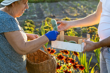 grandmother gives her grandson vegetables from natural cultivation
