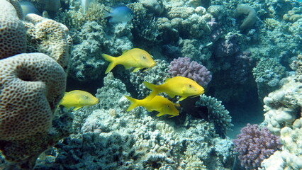 Beautiful fish on the Red Sea reef.
	
