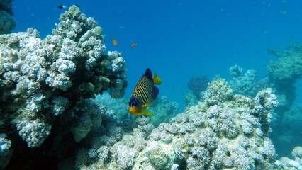 Fototapeta na wymiar Beautiful fish on the Red Sea reef. 