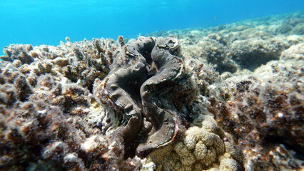 Beautiful coral reefs of the Red Sea.