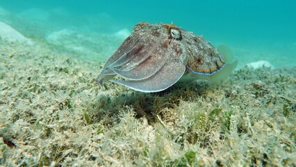 Fototapeta na wymiar Sepia pharaonis. Mollusks, type of Mollusk. Head-footed mollusks. Cuttlefish squad. Pharaoh cuttlefish.