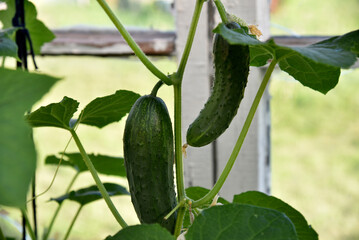 Cucumbers with yellow flowers in a greenhouse in summer. Growing cucumbers in a greenhouse.