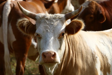 A herd of cows is grazing in a forest clearing.