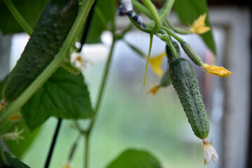 Cucumbers with yellow flowers in a greenhouse in summer. Growing cucumbers in a greenhouse.