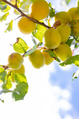 Apricots on the branch in focus. Summer fruits background photo.