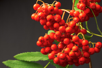 Ripe red rowan berries in a bunch close-up in soft lighting