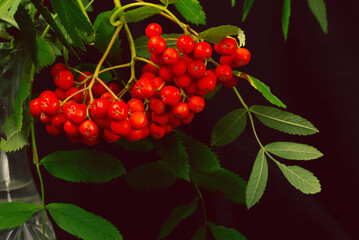 Large bunch of ripe rowan berries with dark background