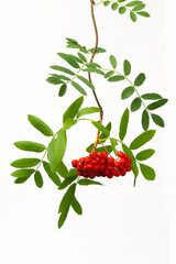 red cluster of rowan berries with leaves isolated on white