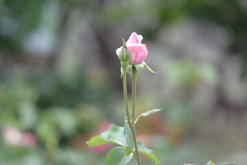 pink rose flower