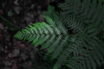 Closeup shot of a green symmetrical fern plant in a forest in daylight