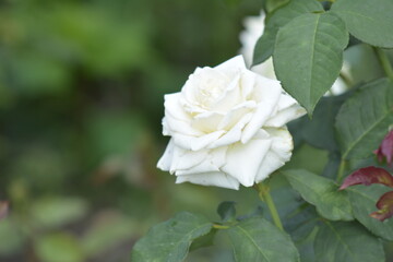 white rose flower