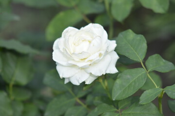 single white rose