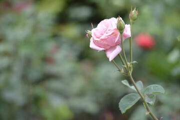 pink rose in garden
