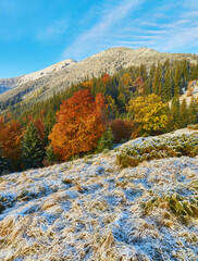 First snow in the forest in the mountains. Sunny day