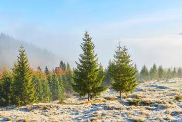 First snow in the forest in the mountains. Sunny day