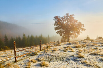 Amazing scene on autumn mountains. First snow and orange trees in fantastic morning fog....