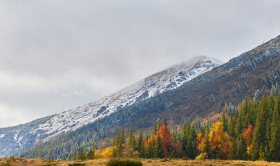 Amazing scene on autumn mountains. First snow and orange trees in fantastic morning fog. Carpathians, Europe.