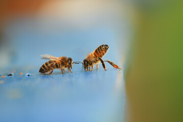 Honey bees use pheromones from the Nasonov gland to guide nest mates towards the flight entrance of a bee hive.
