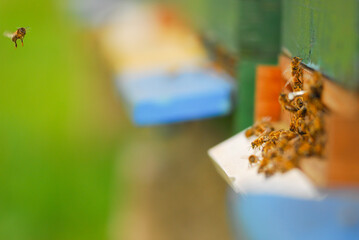Honey bee foragers returning to their colony.