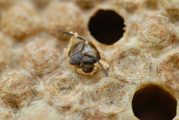 A honey bee emerges from a brood cell inside the hive