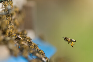 A honey bee returns to the hive carrying a fresh load of pollen.