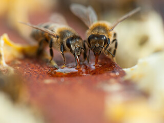 honey bees mopping up honey in the hive