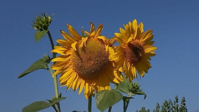 un par de girasoles contraste con el cielo azul