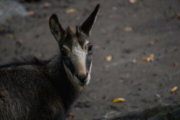 wild goat in the woods
