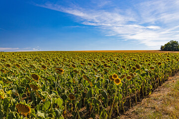 Fototapeta na wymiar beautiful sunflower field