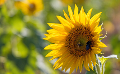 beautiful sunflower