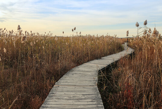 Path winding through Marsh at Plum Island, Massachusetts