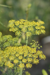 flowers in the garden