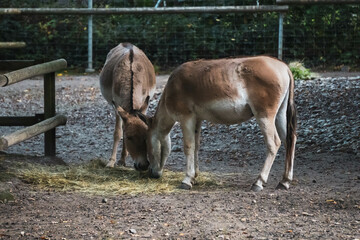 donkey and foal