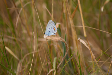 Mariposa cupido en una ramita seca