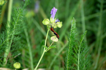 Insectos conocidos como zapateros sobre una flor silvestre