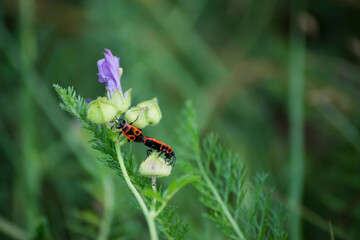 Insectos conocidos como zapateros sobre una flor silvestre