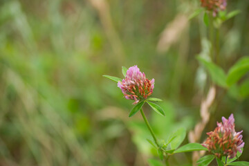 Flor de trifolium 