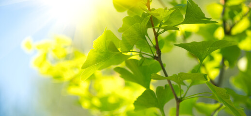 Gingko Biloba tree growing in a garden. Gingko leaf in sun lite. Herbal medicine. Herbs. Alternative medicine concept, border art design. Nature background 