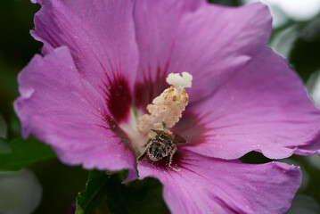 Honigbiene in einer Hibiskusblüte © Andreas