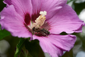 Honigbiene voller Pollen in einer Hibiskus Blüte © Andreas