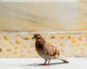 Brown pigeon standing on fountain