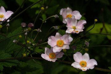 White and purple flowers in summer
