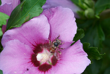 Biene in einer Hibiskusblüte © Andreas