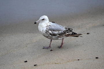 seagull on the beach//with a Lanternfly on it back