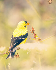 American Gold Finch